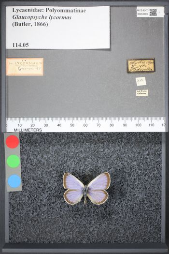 Media type: image;   Entomology 53389